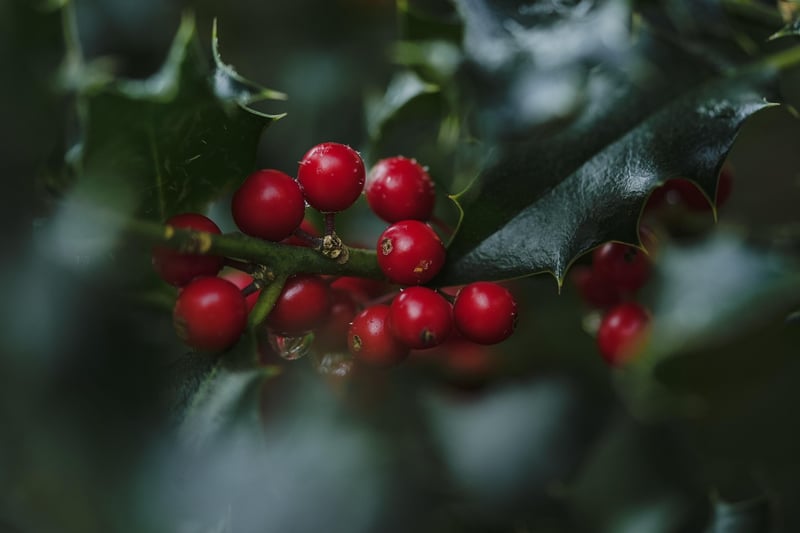 Forest Berries Tart
