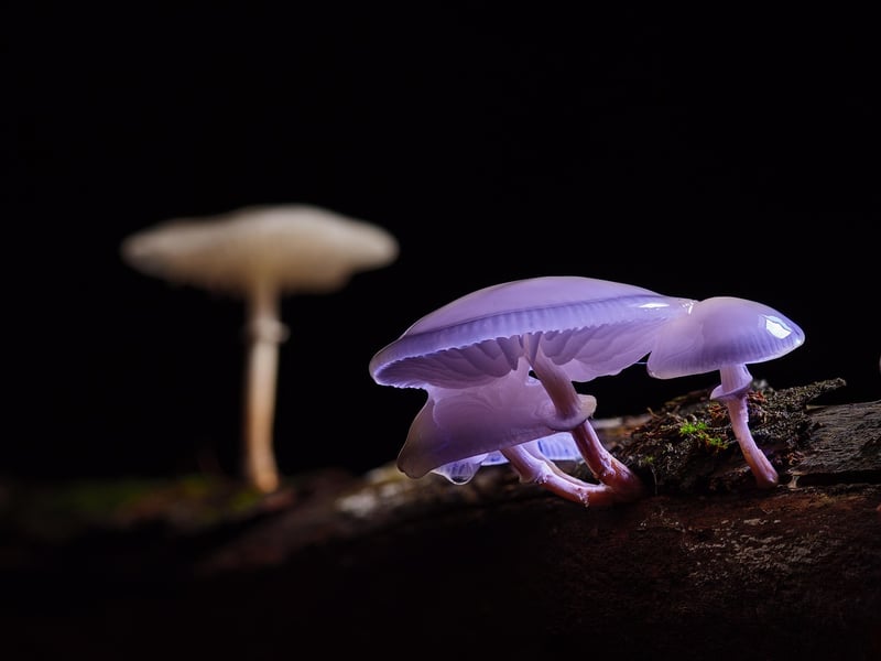 Wild Mushrooms